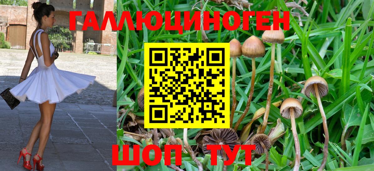 Псилоцибиновые грибы GOLDEN TEACHER  Сунжа 